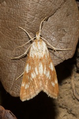 Epascestria pustulalis