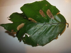 Phyllonorycter maestingella