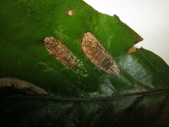 Phyllonorycter maestingella