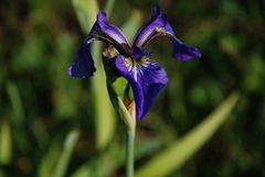 Iris setosa