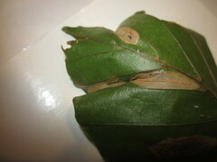 Phyllonorycter maestingella