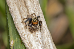 Maratus griseus