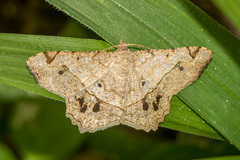 Chiasmia triangulata
