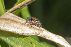 Maratus griseus
