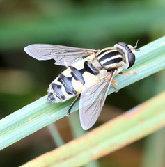 Helophilus trivittatus