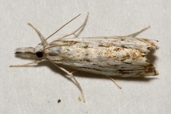 Catoptria falsella