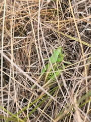 Decticus verrucivorus