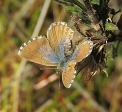 Theclinesthes serpentata