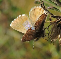 Theclinesthes serpentata