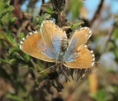 Theclinesthes serpentata