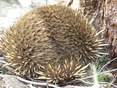 Tachyglossus aculeatus setosus