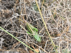 Decticus verrucivorus