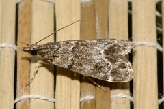 Eudonia mercurella