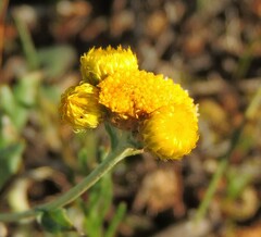 Chrysocephalum apiculatum
