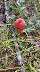 Pseudohygrocybe