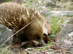 Tachyglossus aculeatus setosus