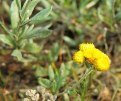 Chrysocephalum apiculatum