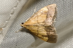 Evergestis limbata