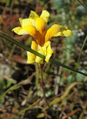 Goodenia heteromera
