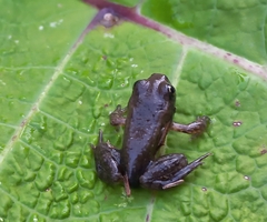 Hyla arborea