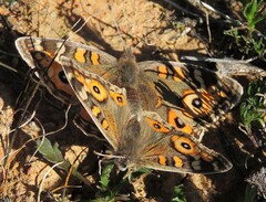 Junonia villida