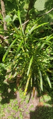 Codiaeum variegatum