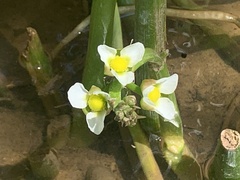 Sagittaria montevidensis