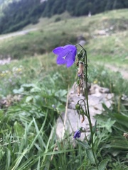 Campanula rhomboidalis