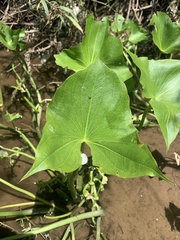 Sagittaria montevidensis