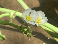 Sagittaria montevidensis