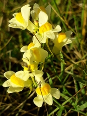 Linaria acutiloba