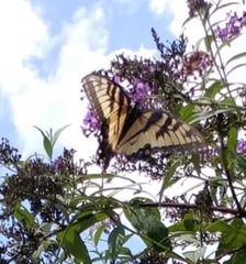 Papilio glaucus