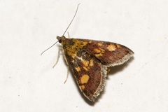 Pyrausta aurata