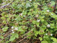 Rubus ursinus