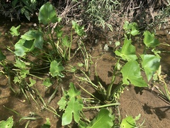 Sagittaria montevidensis