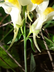 Linaria acutiloba