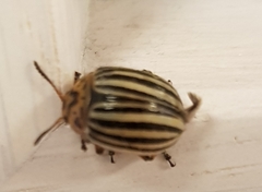 Leptinotarsa decemlineata