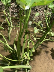 Sagittaria montevidensis
