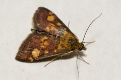 Pyrausta aurata