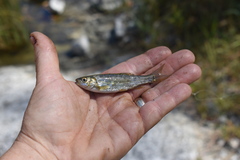 Hesperoleucus symmetricus