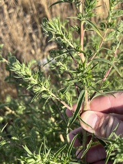 Salsola tragus