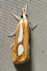 Catoptria pinella