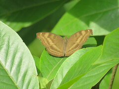 Junonia iphita