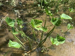 Sagittaria montevidensis