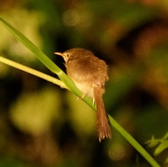 Prinia flaviventris