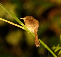 Prinia flaviventris
