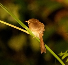 Prinia flaviventris