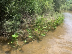 Sagittaria montevidensis