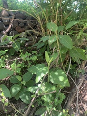 Critonia quadrangularis