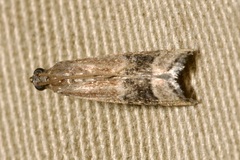 Euzopherodes charlottae